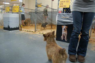 Illustration for article titled The Westminster Dog Show: Bitches, Man, Bitches